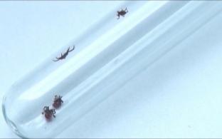 От укусов клещей в Первоуральске уже пострадали 550 человек