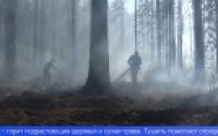 В районе Динаса горел лес