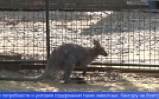 В Первоуральском зоопарке появился кенгуру