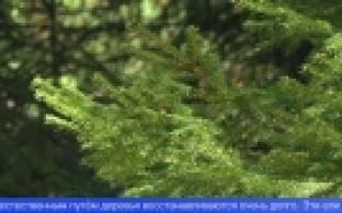 Лесничие и волонтеры посадили две тысячи саженцев елей