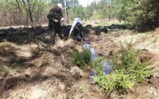 Высадка деревьев