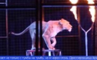 Цирк «Виват» уже раскинул шатер в Парке новой культуры