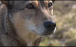 Ищу тебя, хозяин