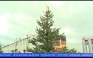 Еловая аллея появилась на территории ПНТЗ ТМК