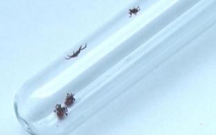 Уже 15 первоуральцев пострадали от укусов клещей