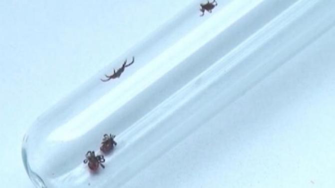 Уже 15 первоуральцев пострадали от укусов клещей