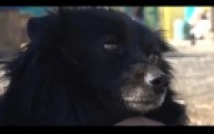 Ищу тебя, хозяин