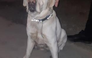 Чья пропажа? Хозяева, отзовитесь!