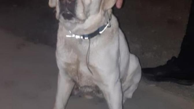 Чья пропажа? Хозяева, отзовитесь!