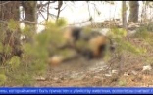 В лесу в районе Шайтанки найдены повешенными две собаки