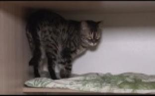 Ищу тебя, хозяин