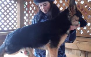 Немецкая овчарка Вул ищет хозяина