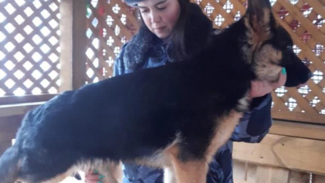 Немецкая овчарка Вул ищет хозяина