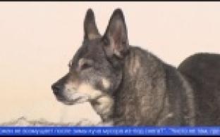 Что делать, если собаководы не убирают следы жизнедеятельности за питомцами