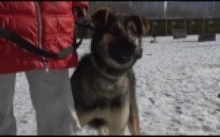 Ищу тебя, хозяин