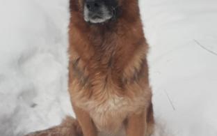 Кому лучшего друга?