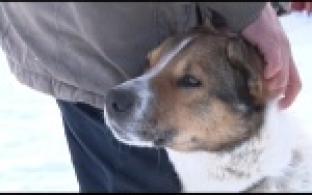 Ищу тебя, хозяин