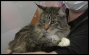 Итоги фотоконкурса "Мартовские коты" подвели на нашем телеканале