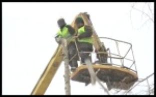 В Первоуральске начали кронировать старые тополя