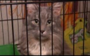 Ищу тебя, хозяин