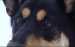 Ищу тебя, хозяин