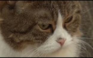 Ищу тебя, хозяин