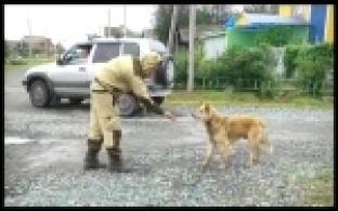 В Первоуральске будет разыгран контракт на отлов бродячих собак