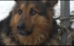 В Первомайке нашли привязанную и брошенную собаку