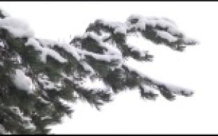 В Первоуральских лесничествах начался сезон рубки новогодних елей