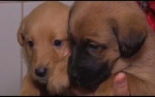 Ищу тебя, хозяин