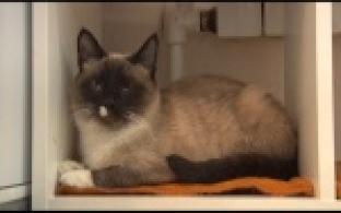 Ищу тебя, хозяин