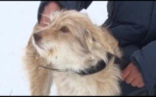 Ищу тебя, хозяин