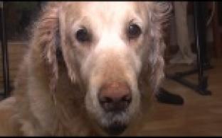 Из-за драки между собаками жительница Первоуральска обратилась в полицию