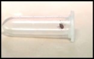 Эпидемиологи подвели итоги сезона активности клещей