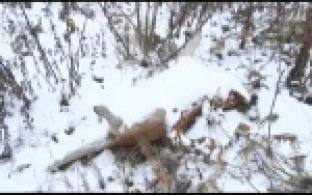 Неизвестный мужчина на Динасе выбросил на улицу труп собаки