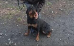 Ищу тебя, хозяин