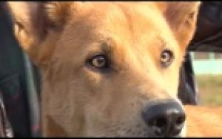 Ищу тебя, хозяин