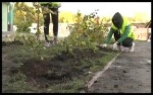 На улице Комсомольская высадили саженцы рябины