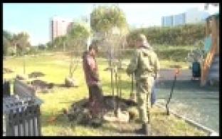 На набережной Нижнего пруда высаживают ивы