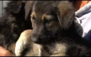 Ищу тебя, хозяин