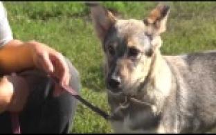 Ищу тебя, хозяин