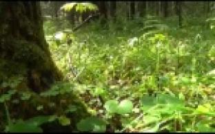 Под Первоуральском ищут пропавшего грибника