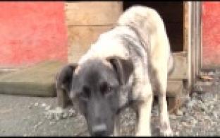 Ищу тебя, хозяин