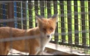 Первоуральский мини-зоопарк открыл свои двери для посетителей