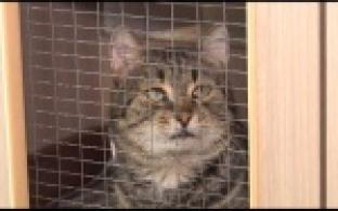 В приют подбросили двух котов с трогательной запиской