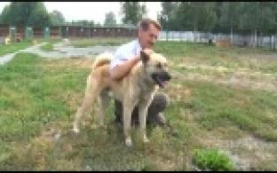 Ищу тебя, хозяин