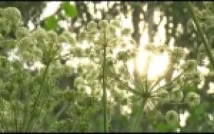 Жители Первоуральска пострадали от контакта с борщевиком