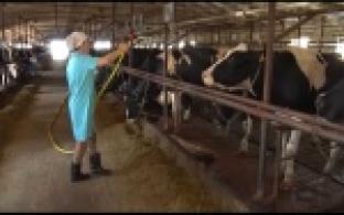 Как переносят жару животные сельхозпредприятий