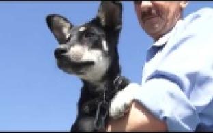 Ищу тебя, хозяин