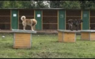 Ищу тебя, хозяин